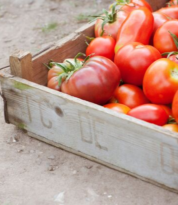 Supply Chain Scene, image of fresh tomatoes in a wooden crate