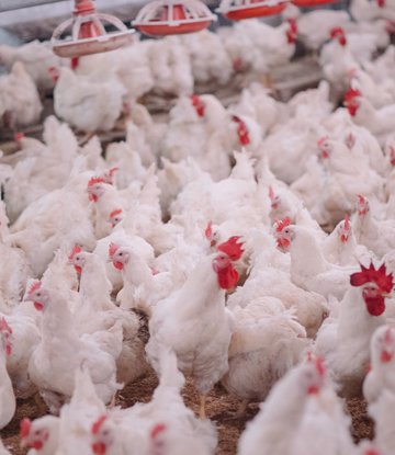 Supply Chain Scene, image of live chickens in a farm facility 