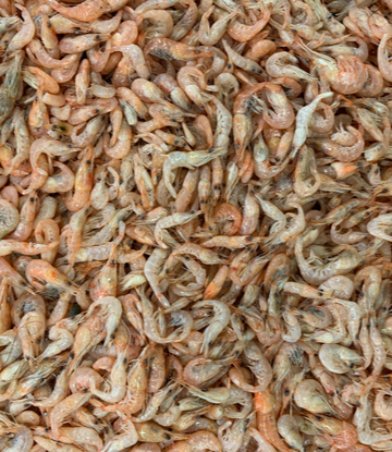 Supply Chain Scene, image of a large batch of raw, fresh shrimp 