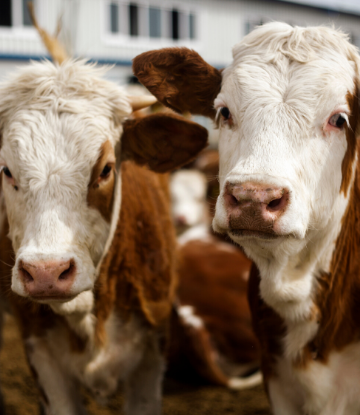 SCS, image of beef cattle on the farm 