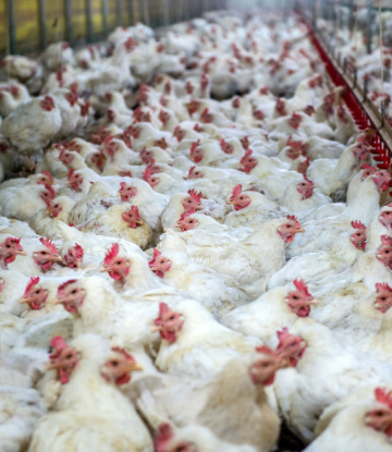 SCS, image of chickens in a commercial farm facility 