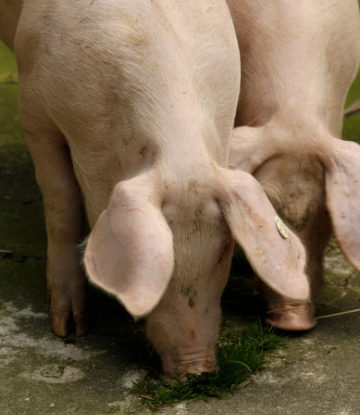 Supply Chain Scene, image of two hogs feeding on a farm 