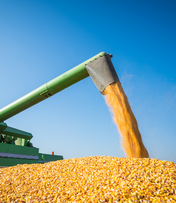 SCS, image of dried corn being shelled