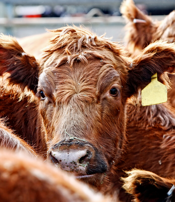 SCS, image of a beef cow in a herd 