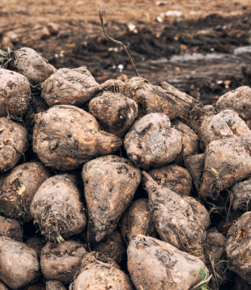 SCS, image of a pile of harvested sugar beets in the field 