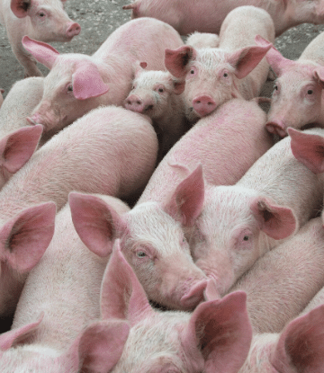 Image of a group of small hogs 