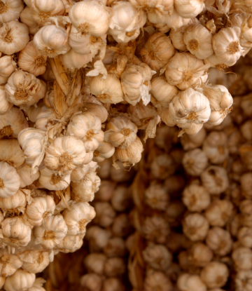 SCS, image of hanging chains of fresh, whole garlic cloves 