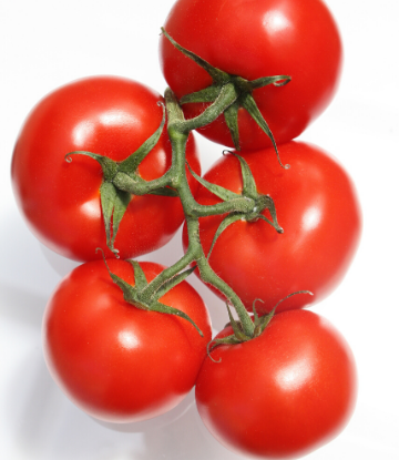 SCS, image of fresh tomatoes on the vine 