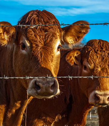 SCS, closeup image of a brown cow in the field