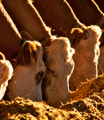 SCS, image of cows side by side, eating feed 