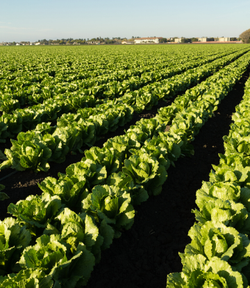 SCS, imge of a field of growing green vegetables 