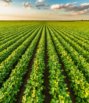 SCS, beauriful image of a field growing crops agains a sunset 