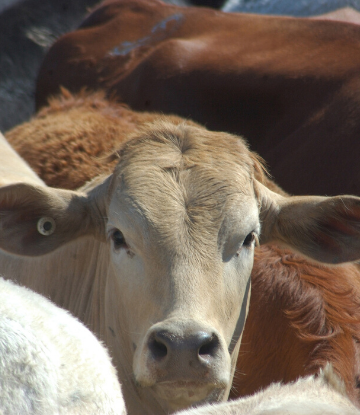 SCS, image of a cow in containment 