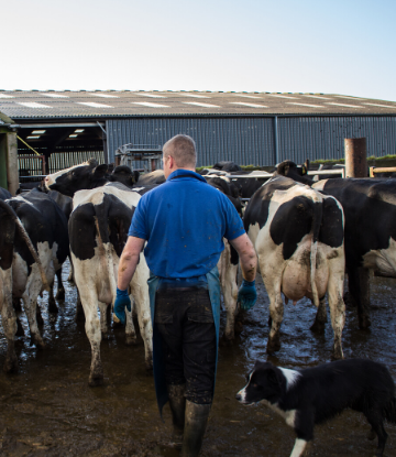 SCS, exterior image of a dairy farm with cows in containment 