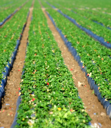 SCS, image of a field of strawberry plants 
