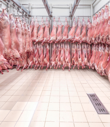 SCS, image of sides of beef hanging in cold storage 