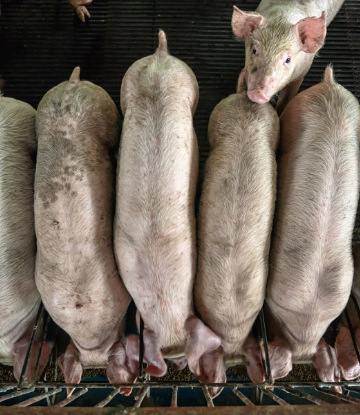 SCS, image of a line of hogs in containment 
