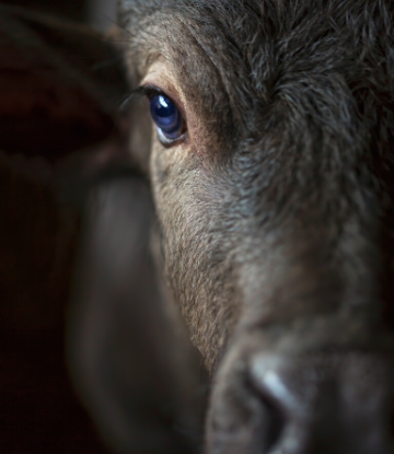 SCS, closeup image of the face of a cow 