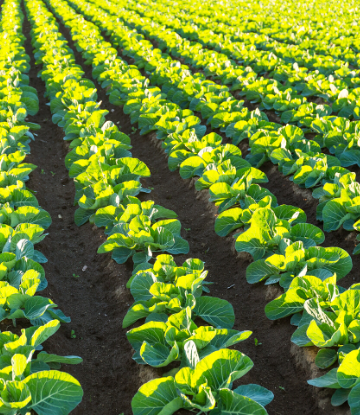 SCS, image of a field of crops 