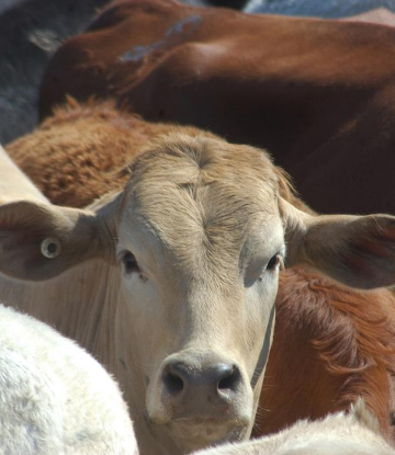 SCS, image of a beef cow on a feed lot 