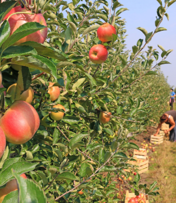 SCS, photo of an apple orchard 