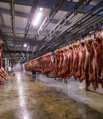 SCS, image of hog carcases hanging in a cold storage locker 