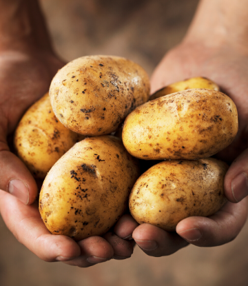 SCS, image of hands holding fresh whole potatoes 