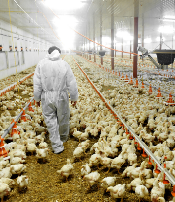 Image of a person walking through a chicken containment building 