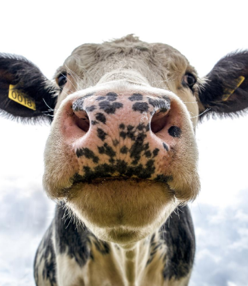 Closeup image of a dairy cow's face