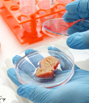 Image of a petri dish of meat-like substance held by gloved hands 