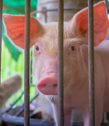 Image of a small pig in a pen 