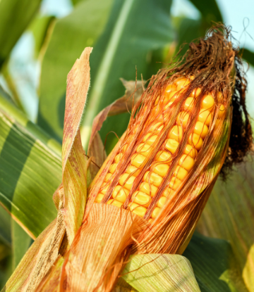 Image of drying corn on the stalk 