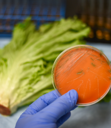 Image of an orange petri dish in a lab next to romaine lettuce 