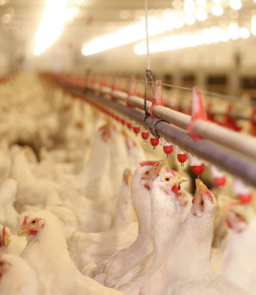 Image of chickens in a containment building 