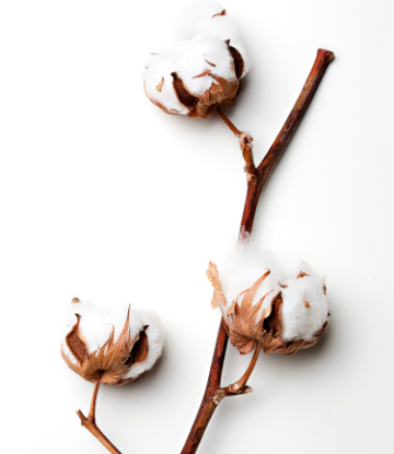 Image of a cotton plant 