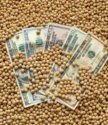 Image of a pile of soybeans with six, 100 dollar bills on top 