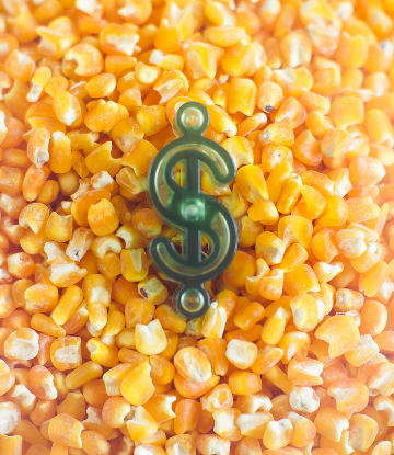 A pile of dried corn with a dollar symbol in the middle 