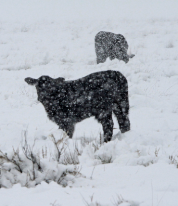 Image of cattle in a snowstorm 