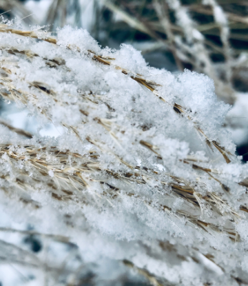 Image of wheat in the field covered in snow and ice 