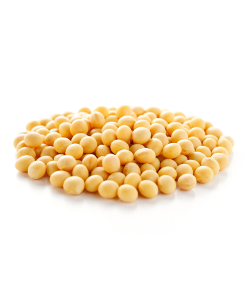 Image of a pile of soybeans with a white background 