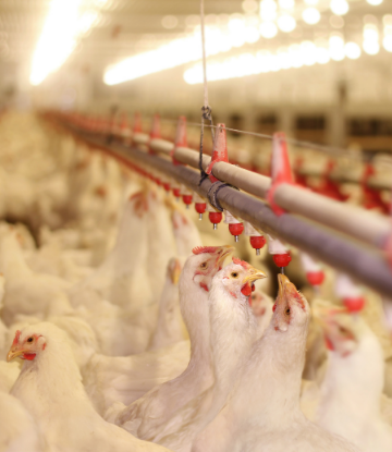 Image of chickens in a containment building