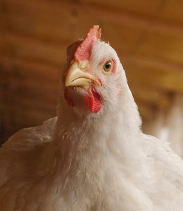 Image of a chicken 