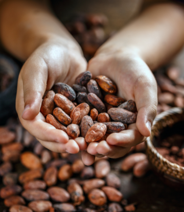 Image of a hand holding cocoa beans 