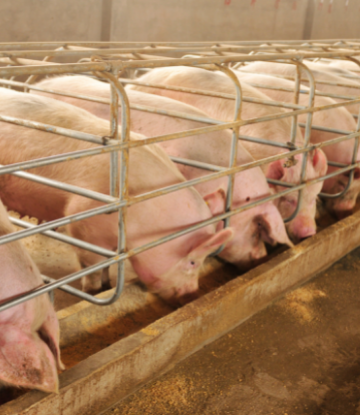 Image of pigs in a containment building 