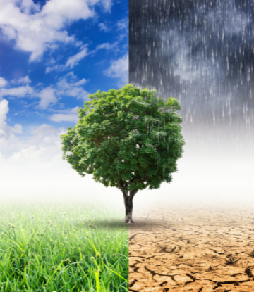 image of a tree surround by 4 types of weather events 