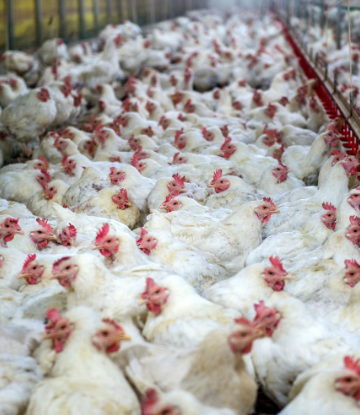 image of a large group of chickens in a building 