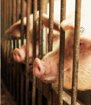 Image of hogs in containment pens