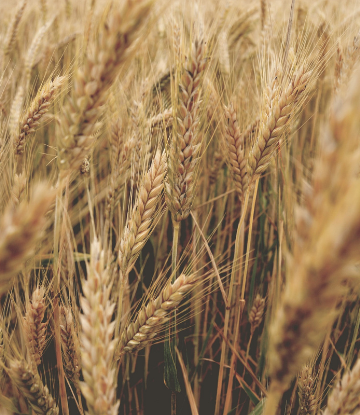 Field of wheat 