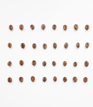 Rows of individual roasted coffee beans 