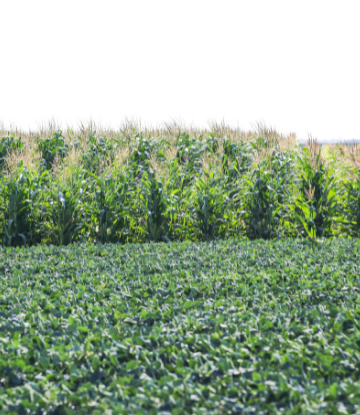 image of a corn and soybean field 